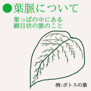 初心者向け 葉っぱのデッサンの描き方 オススメな特徴4つ紹介 見習いひきこもりのブログ