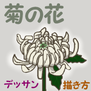 菊の花アイキャッチ